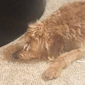 Meet your Posher, Laryn